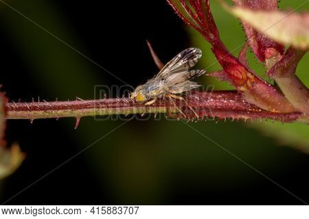 Adult Fruit Fly