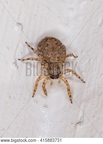 Small Jumping Spider
