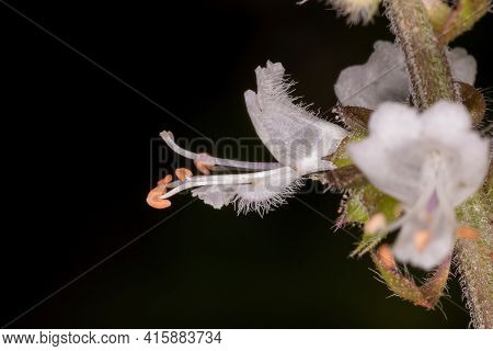 White Flowers Of Sweet Basil Of The Species Ocimum Basilicum