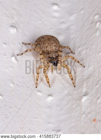 Small Jumping Spider