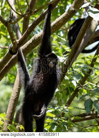 Black-faced Black Spider Monkey