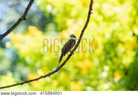 Great Kiskadee In Close Up