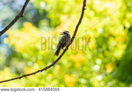 Great Kiskadee In Close Up