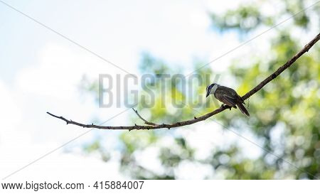 Great Kiskadee In Close Up