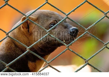 Tayra Wild Animal
