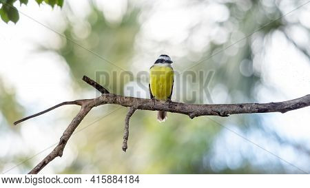 Great Kiskadee In Close Up