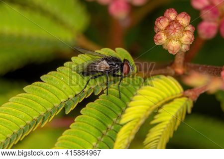 Adult Bristle Fly Of The Family Tachinidae