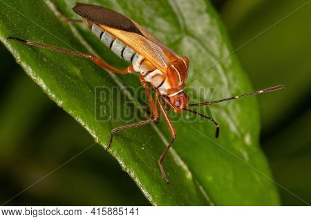Adult Leaf-footed Bug Of The Species Hypselonotus Interruptus