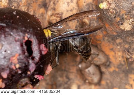 Adult Honey Wasp