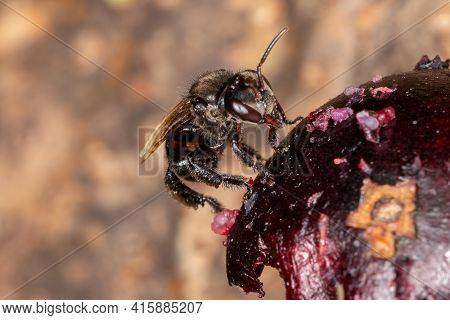 Black Stingless Bee