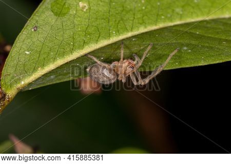 Small Ghost Spider