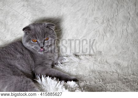 A Lop-eared Scottish Cat Lying. An Animal On A White Background. Fun For Pets
