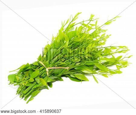 Melientha Suavis Pierre Leaves Isolated On White Background.