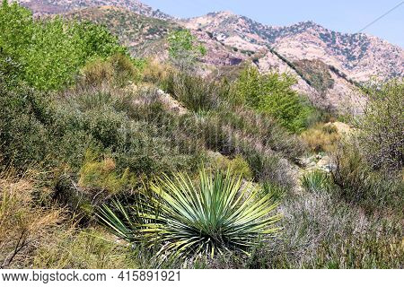Chaparral Plants On Arid Badlands With Rural Hills Beyond Covered With Rock Formations Taken At A Ch
