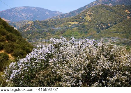Ceanothus Chaparral Plant Flower Blossoms During Spring Also Known As The California Lilac On Rural 