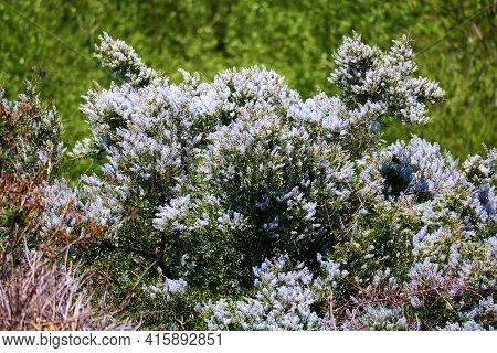 Ceanothus Chaparral Plant Flower Blossoms Also Called The California Lilac During Spring Taken At A 