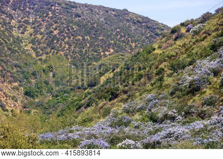 Ceanothus Chaparral Plant Flower Blossoms Also Known As The California Lilac During Spring On An Ari
