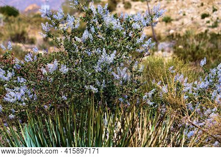 Ceanothus Chaparral Plant Flower Blossoms Also Known As The California Lilac During Spring Besides A