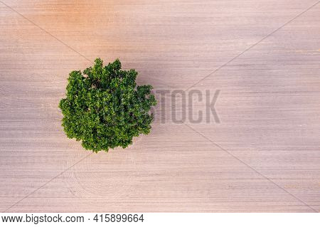 Top Down Aerial View On A Lone Tree In The Middle Of A Cultivated Field, Field With Tractor Tracks, 