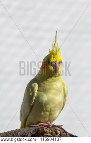Cockatiel Nymphicus Bird Hollandicus Pet Budgie Parrot Male Nymphicus Hollandicus.
