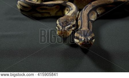 Photo Of Ball Royal Python On Dark Texture