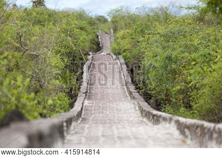 Cobblestone Path To The Beach Of Tortuga Bay In Puerto Ayora. Galapagos Islands, Ecuador 2015