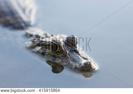Close Up Of A Caiman (caimaninae Or Crocodile) Staying In Still Water At Madidi National Park, Boliv