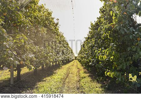 Persimmon Trees With Lots Of Persimmons. Rows Of Fruit Trees. Plantation With A Crop. Soft Focus, Su