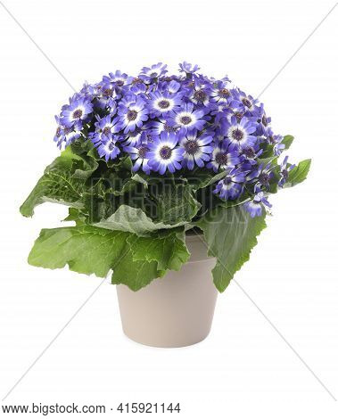 Beautiful Purple Cineraria Plant In Flower Pot Isolated On White