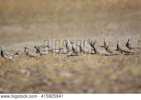 Spotted Sandgrouse, Pterocles Senegallus, Ladakh, Jammu Kashmir, India