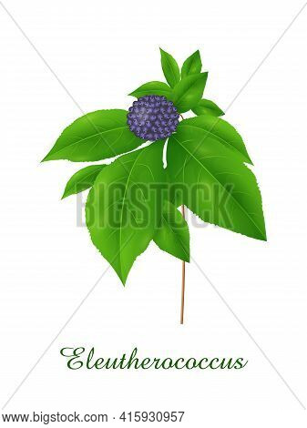 Eleutherococcus Plant, Green Grasses Herbs And Plants Collection, Realistic Vector Illustration