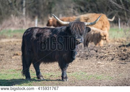 Scottish Highland Cattle In The Mountains - A Black Scottish Highland Cattle With Large Horns.