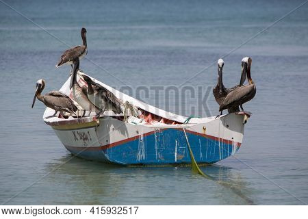 Group Of Pelicans Standing On A Fisher Boat In The Bay Of Pampatar. Isla Margarita Is The Largest Is