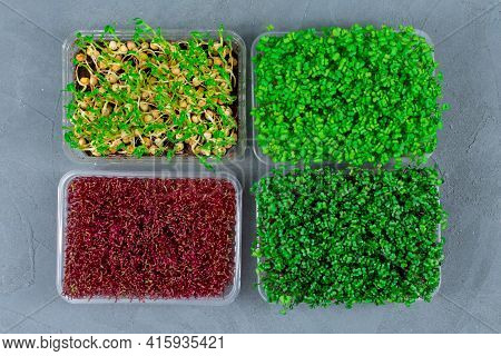Fresh Organic Microgreens In A Plastic Container On A Gray Concrete Background. Micro Greens. Vegan 