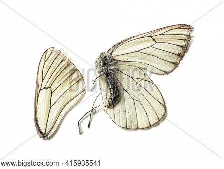 Dead black and white butterfly In state of decomposition