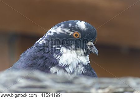 The Head Of A Spotted Pigeon. Portrait. Sunny Autumn Day. Front View.