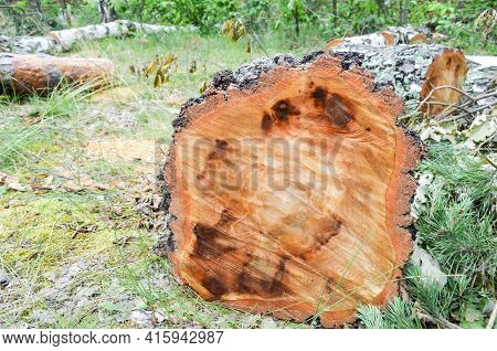 Selective Focus Texture Of Sawn Tree Trunk On Blurred Background Of Green Grass. Wet Birch Log. The 