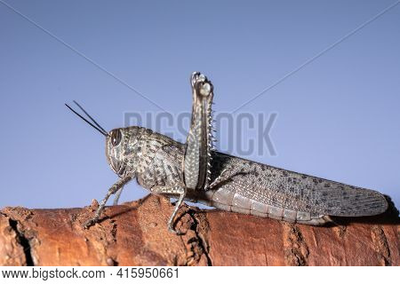 Locust Closeup, Locust Side View, Insect Pest, Grasshopper On A Blue Background