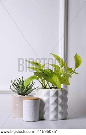 Beautiful Scindapsus And Aloe In Pots On White Table. Different House Plants