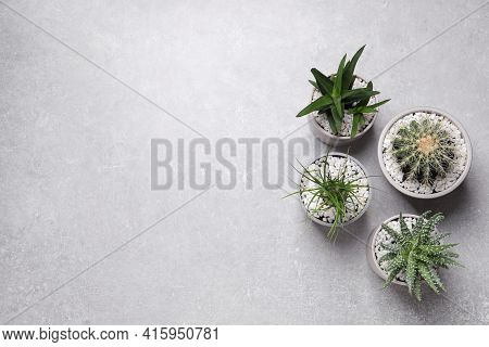 Beautiful Aloe, Cactus And Nolina In Pots On Grey Table, Flat Lay With Space For Text. Different Hou
