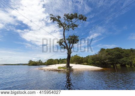 Wild Tree And Sand Beach On The Amazon River In Manaus, Brazil