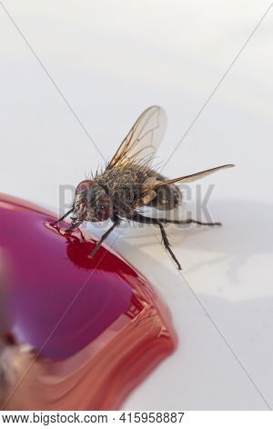 Macrophotograph Of A Fly Eating Spilled Sweet Jam.