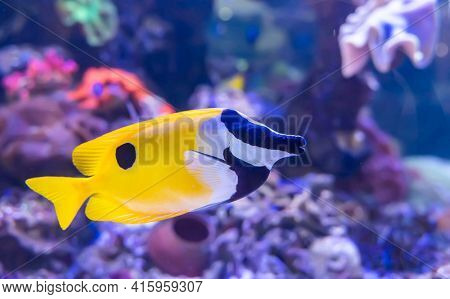 Foxface rabbitfish (Siganus vulpinus). Wild life animal