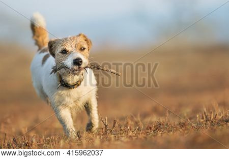 Playful Happy Walking Pet Dog Puppy Playing And Carrying A Stick In The Grass