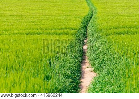 A Path Through Fields Of Rye. A Field With Ears Of Corn Through Which There Is A Well Trodden Path. 