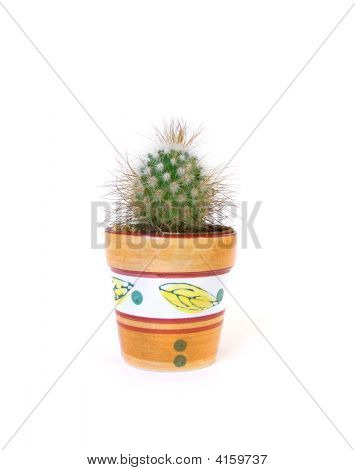 Studio Shot Cactus