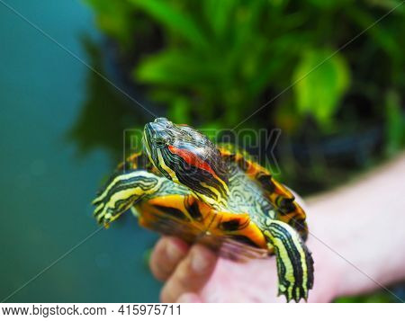 Striped Yellow Green Redeared Turtle In A Human Hand Outdoors. Closeup Photo