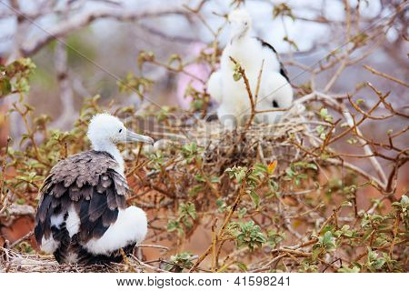 Magnifika fregattfågel kycklingar på Galapagos ö av North Seymour