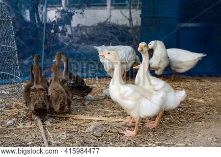 The Baby White Goose And Baby Brown Duck Is Stay In Garden