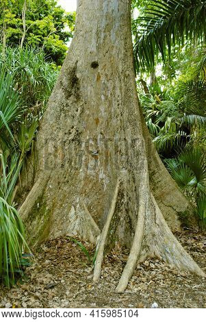 Banyan Tree Latin Name Ficus Benghalensis Trunk